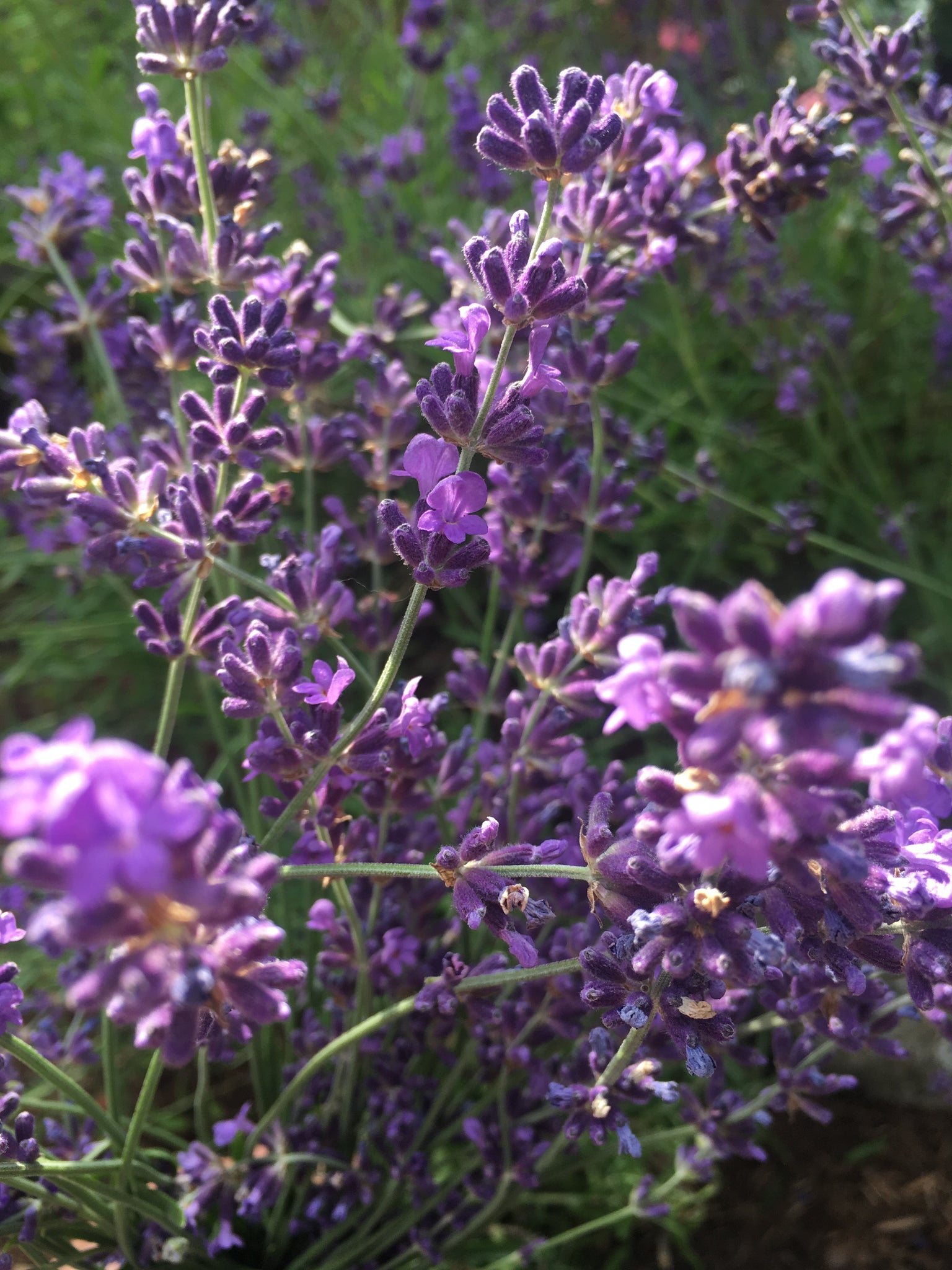 English lavender plant, close-up of flowers