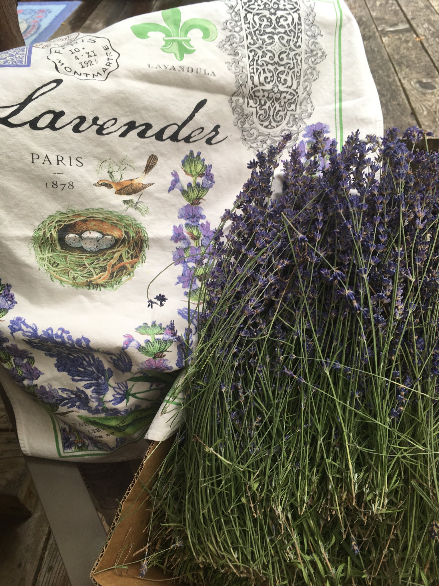 Freshly harvested Lavender 