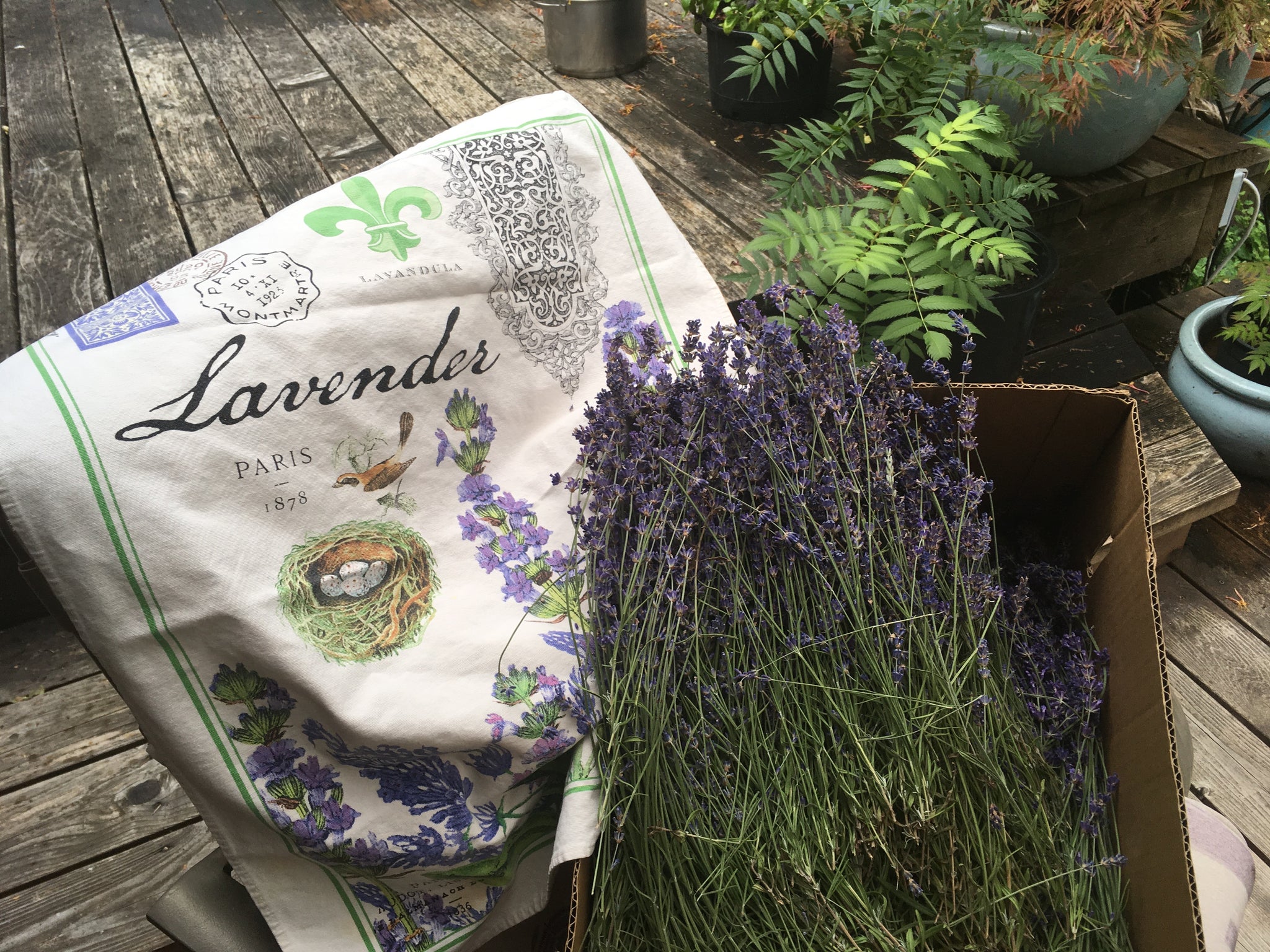 English Lavender flowers 